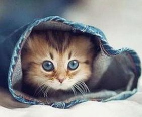 娱乐圈吃瓜背后的心理与人性热议，网友为何欲罢不能？